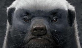 户外平头哥被爆料最新,揭秘神秘生物的神秘面纱